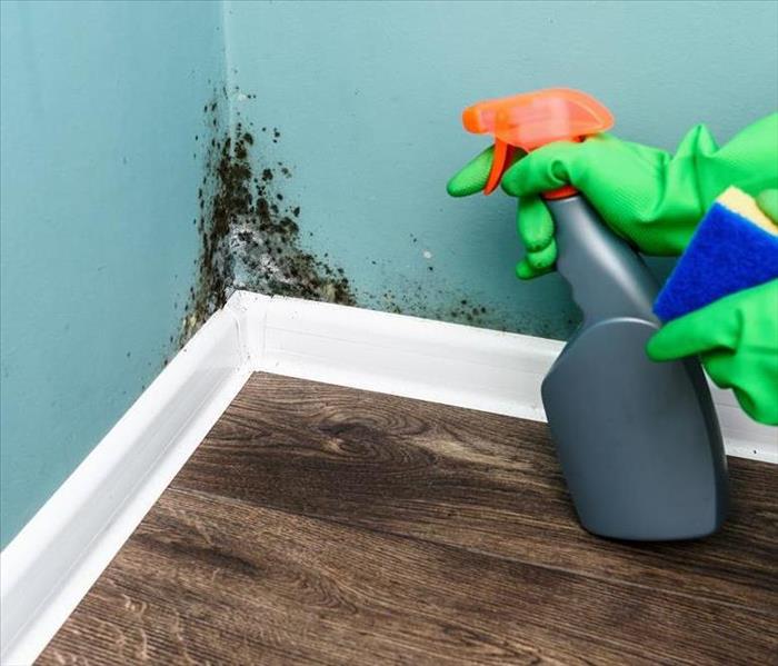 Person is spraying a cleaning solution on a mold covered wall.