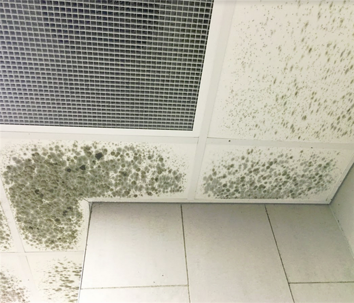 ceiling tiles with mold on them